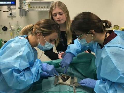 Clinical Nursing Skills